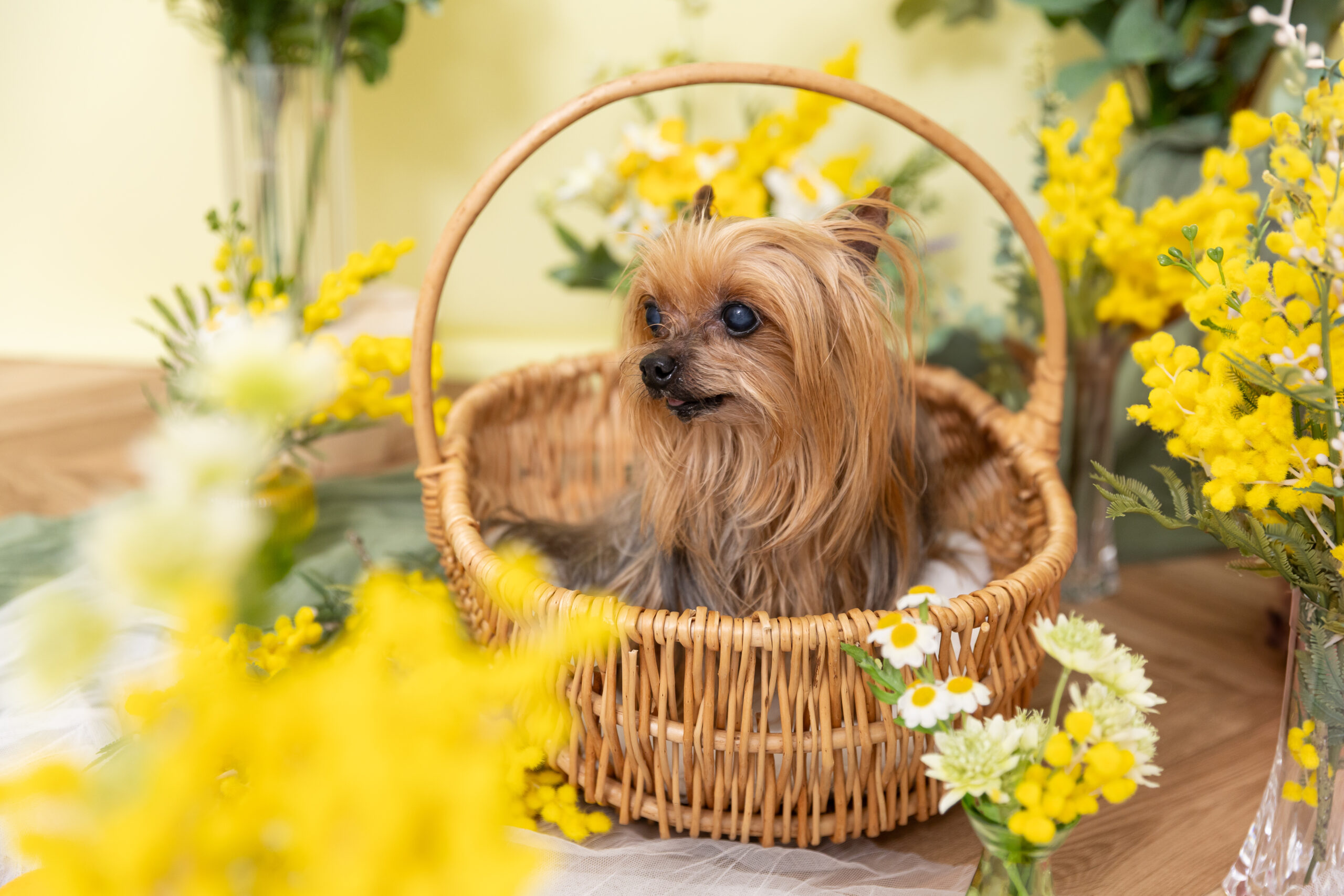 東京の犬専門写真館Dogramにて写真撮影するシニア犬マフィンちゃん（10歳・11歳のヨークシャーテリア）