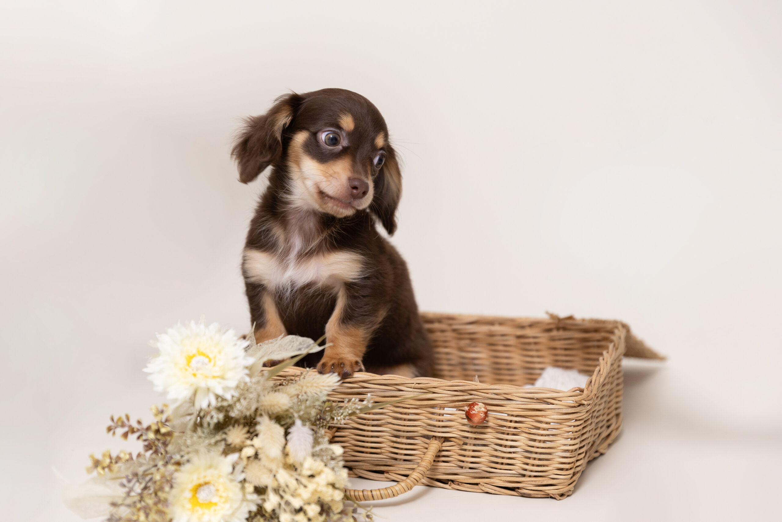 東京の犬専門写真館Dogramにて写真撮影するチワックスむぎちゃん(子犬)