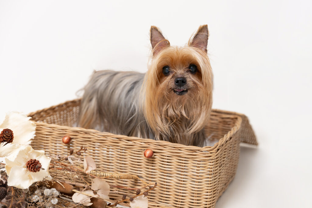 東京の犬専門写真館Dogramにて写真撮影するシニア犬マフィンちゃん（10歳・11歳のヨークシャーテリア）