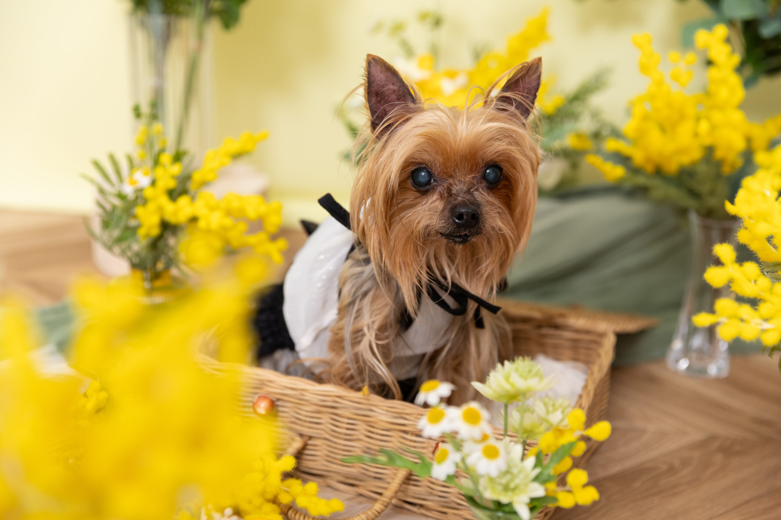 東京の犬専門写真館Dogramにて写真撮影するシニア犬マフィンちゃん（10歳・11歳のヨークシャーテリア）