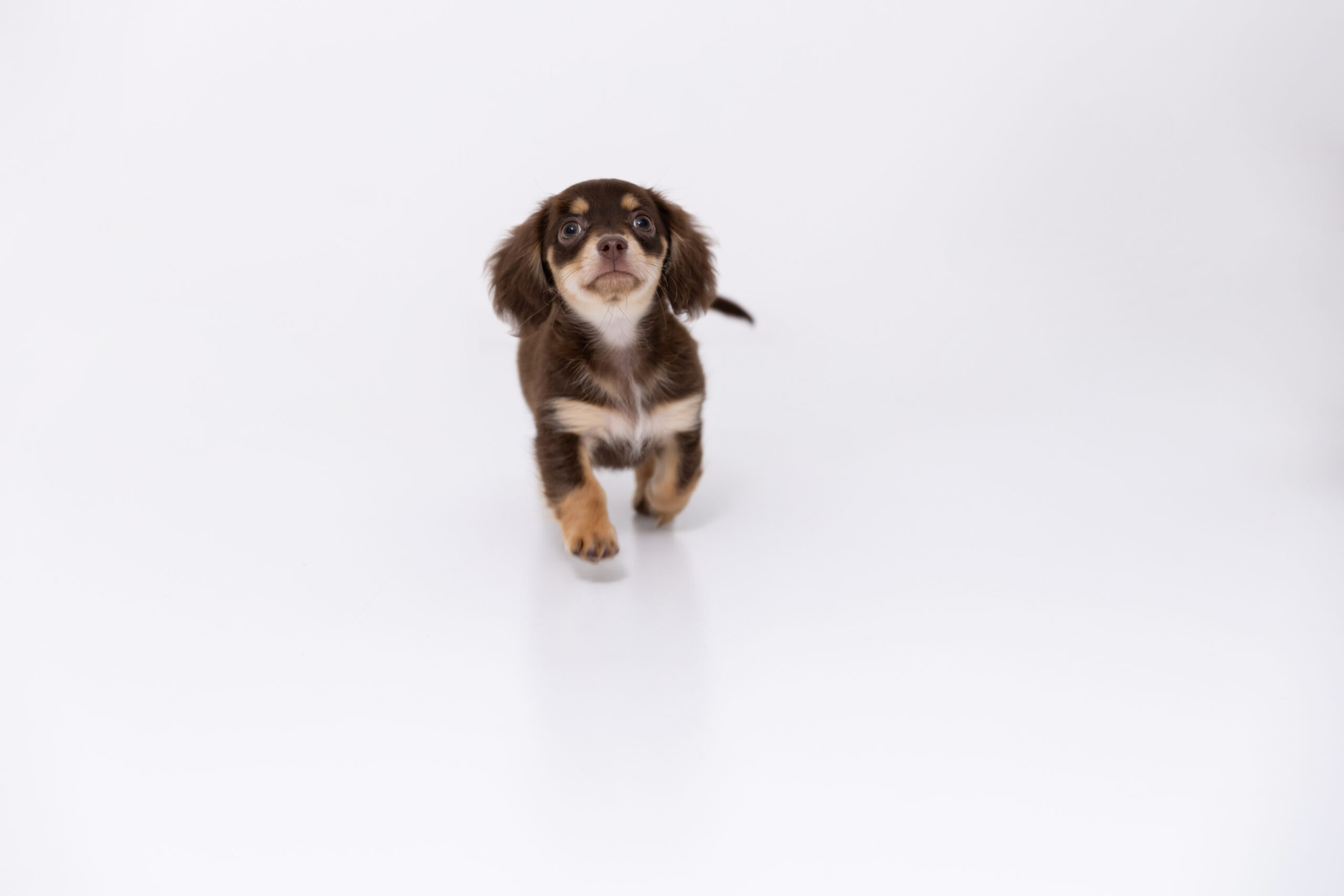 東京の犬専門写真館Dogramにて写真撮影するチワックスむぎちゃん(子犬)