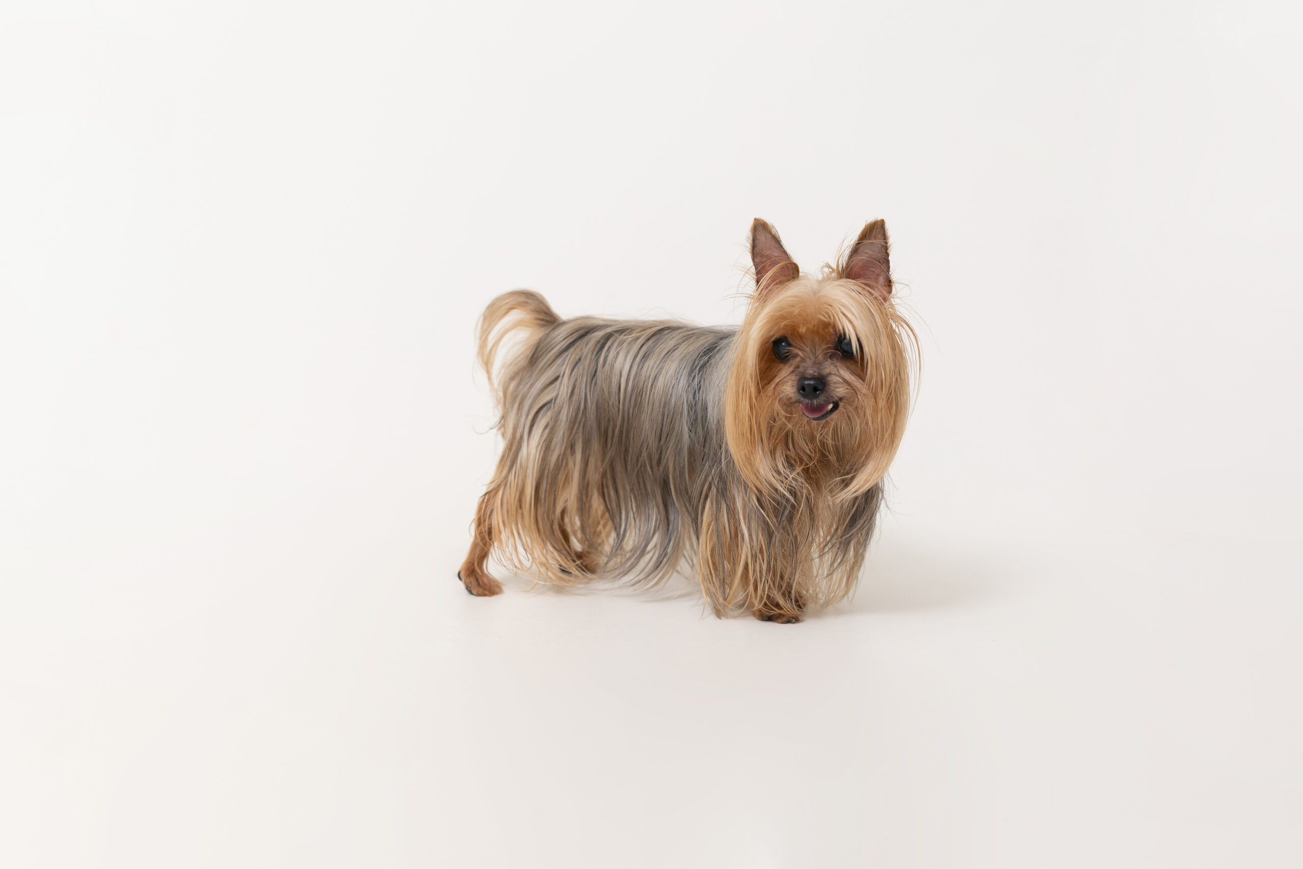 東京の犬専門写真館Dogramにて写真撮影するシニア犬マフィンちゃん（10歳・11歳のヨークシャーテリア）