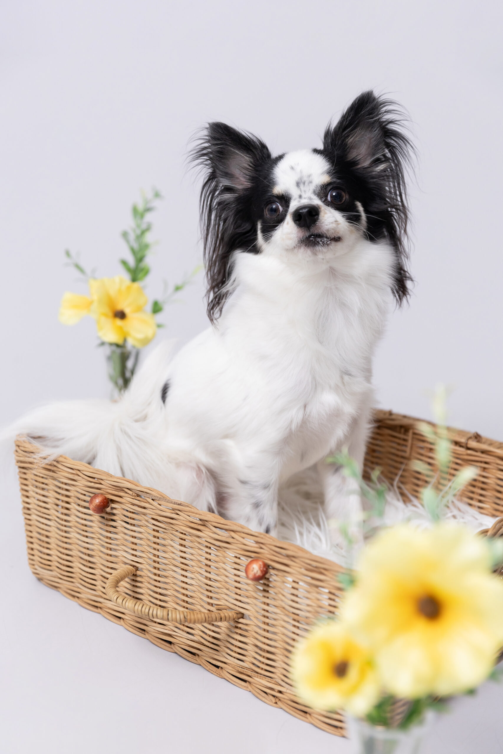 東京の犬専門写真館Dogramにて写真撮影するチワワ十勝ちゃん（1歳）