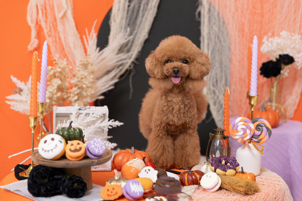 Halloween Partyブースで撮影する犬