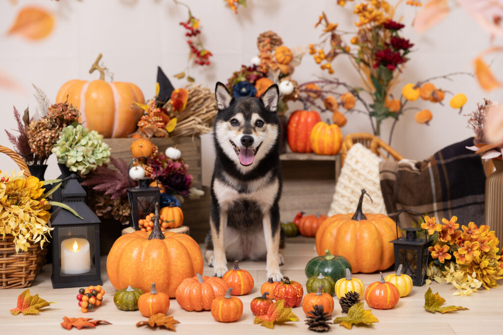 Autumn Pumpkinsブースで撮影する犬