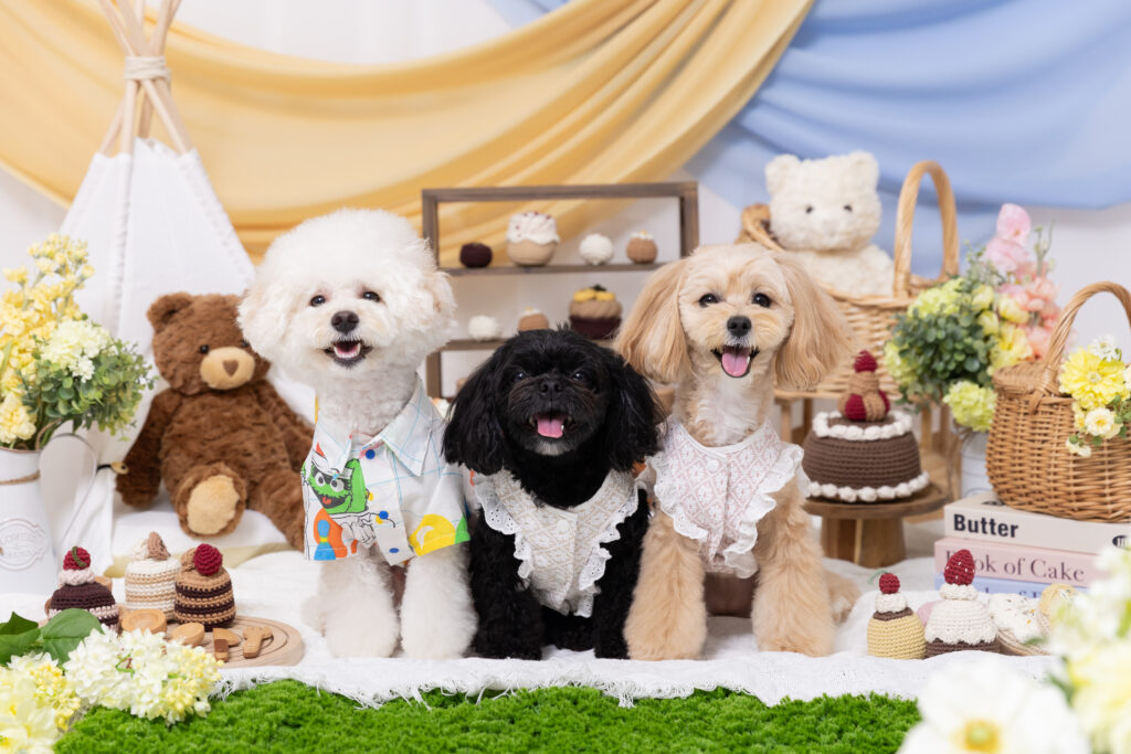 Picnic Timeブースで撮影する3頭の犬