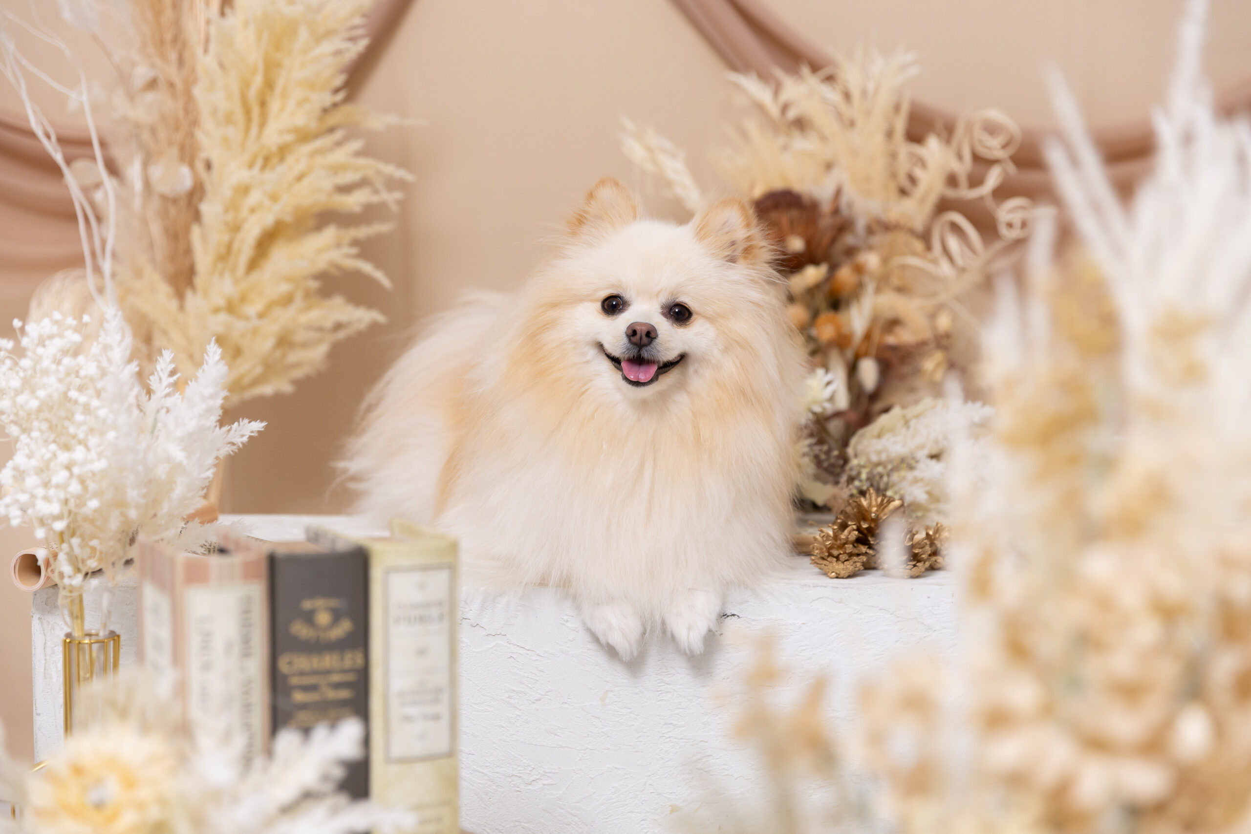 vintage flowerブースで撮影する犬