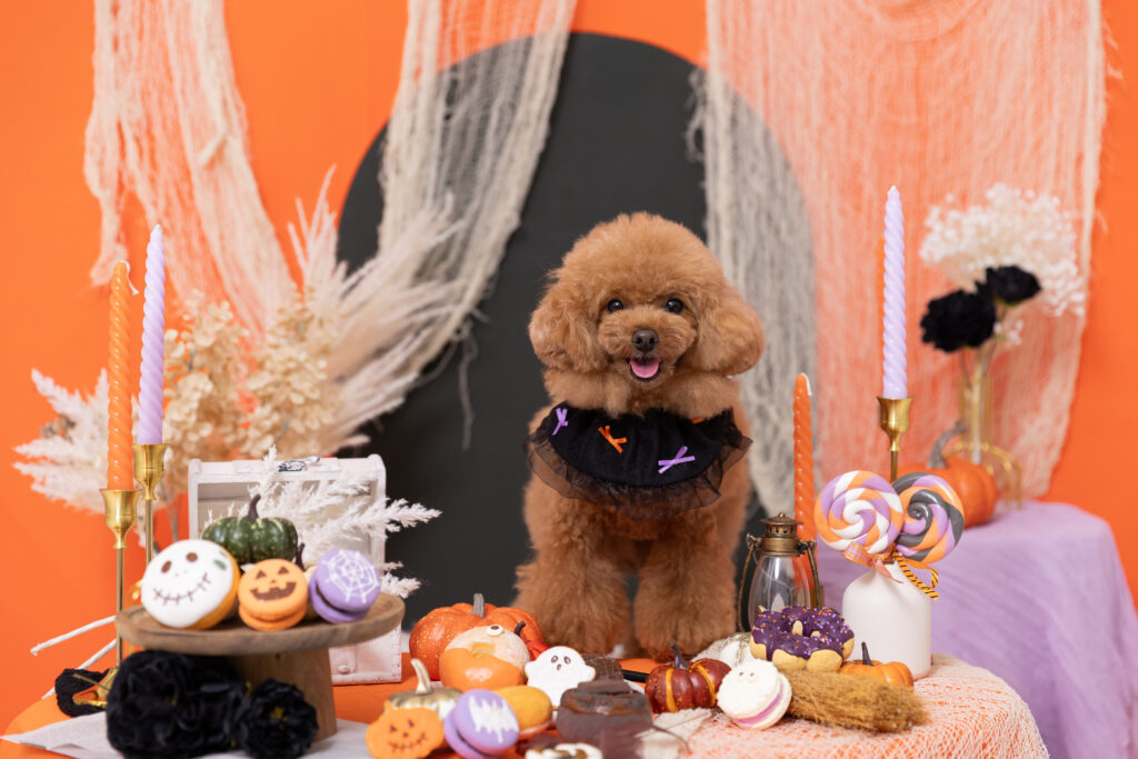 ハロウィンブースで写真撮影するトイプードル