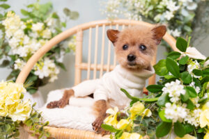 シニアの保護犬