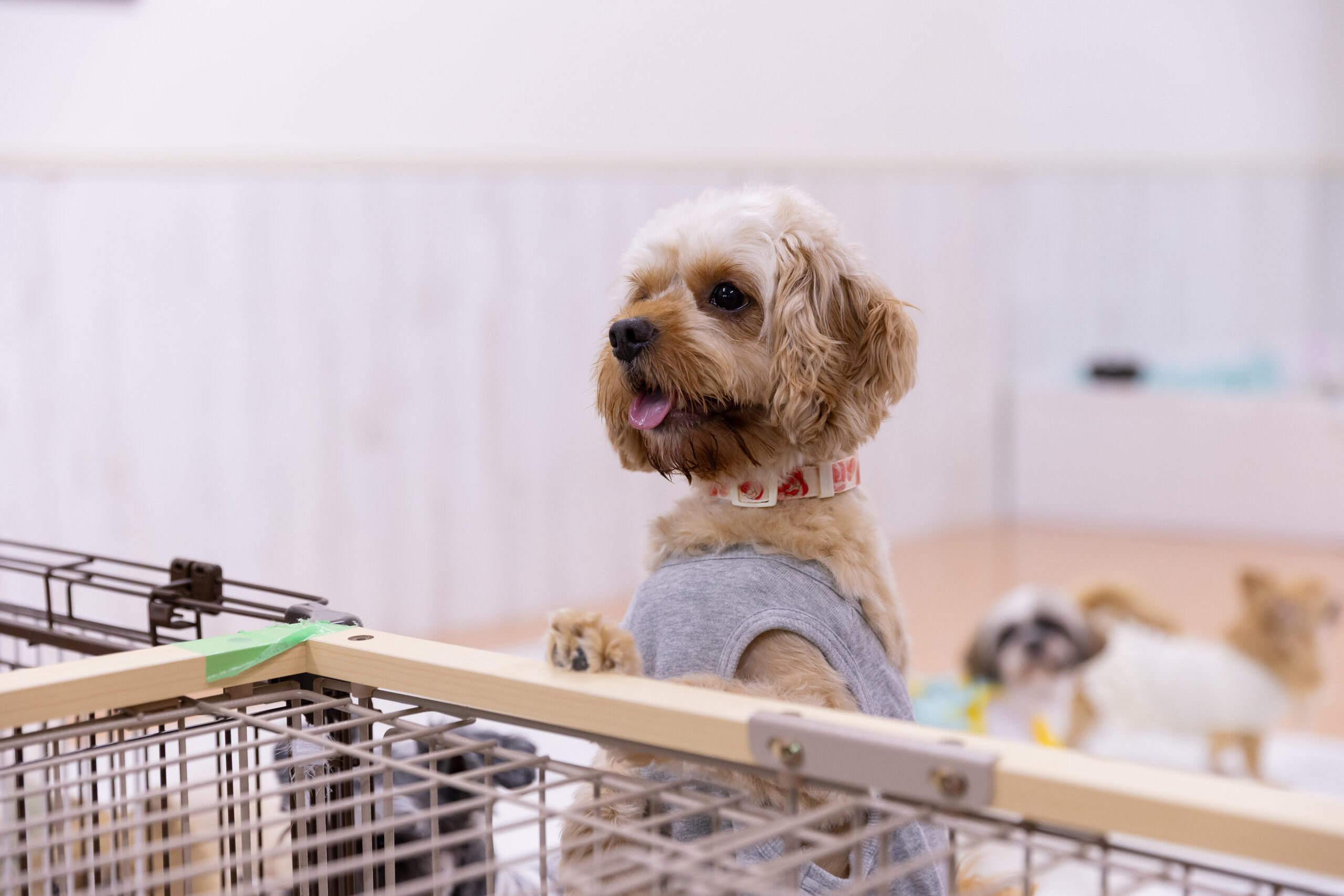 ワンダフルドッグさんで里親募集中の保護犬
