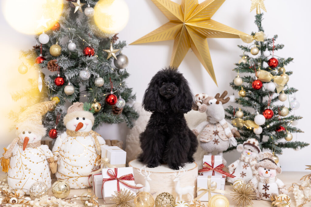 Christmas Noëlブースで撮影する犬