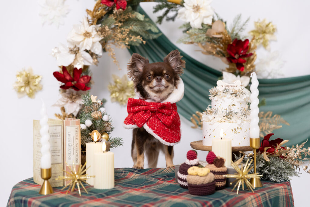 Christmas partyブースで撮影する犬