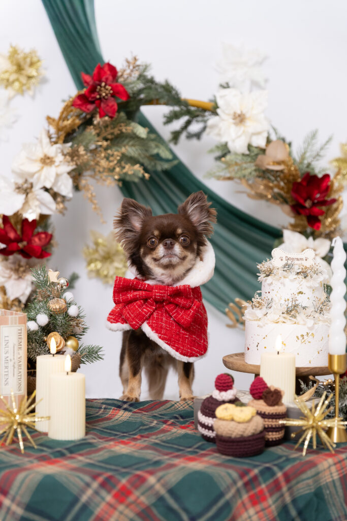Christmas partyブースで撮影する犬