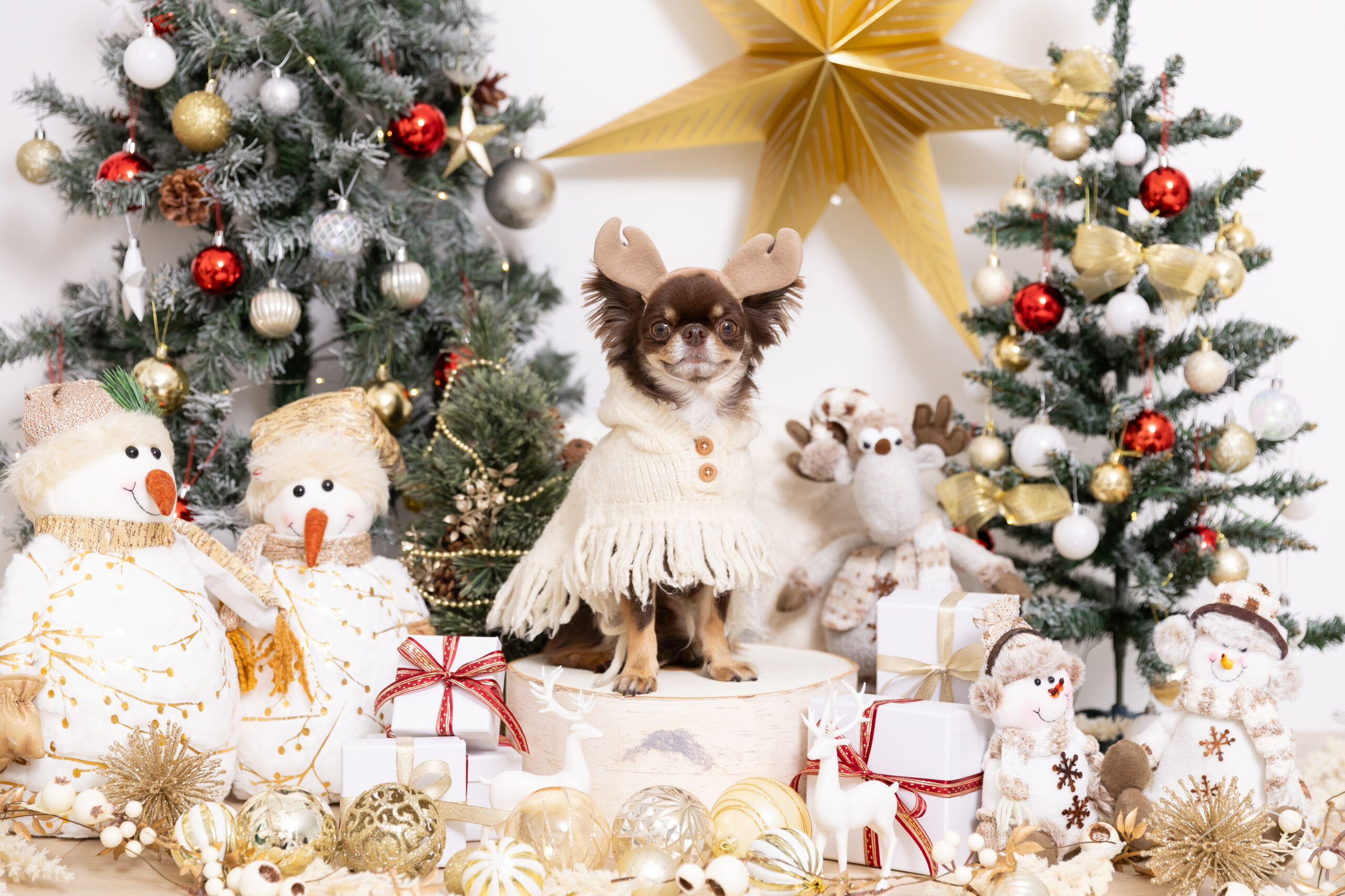 Christmas Noëlブースで撮影する犬