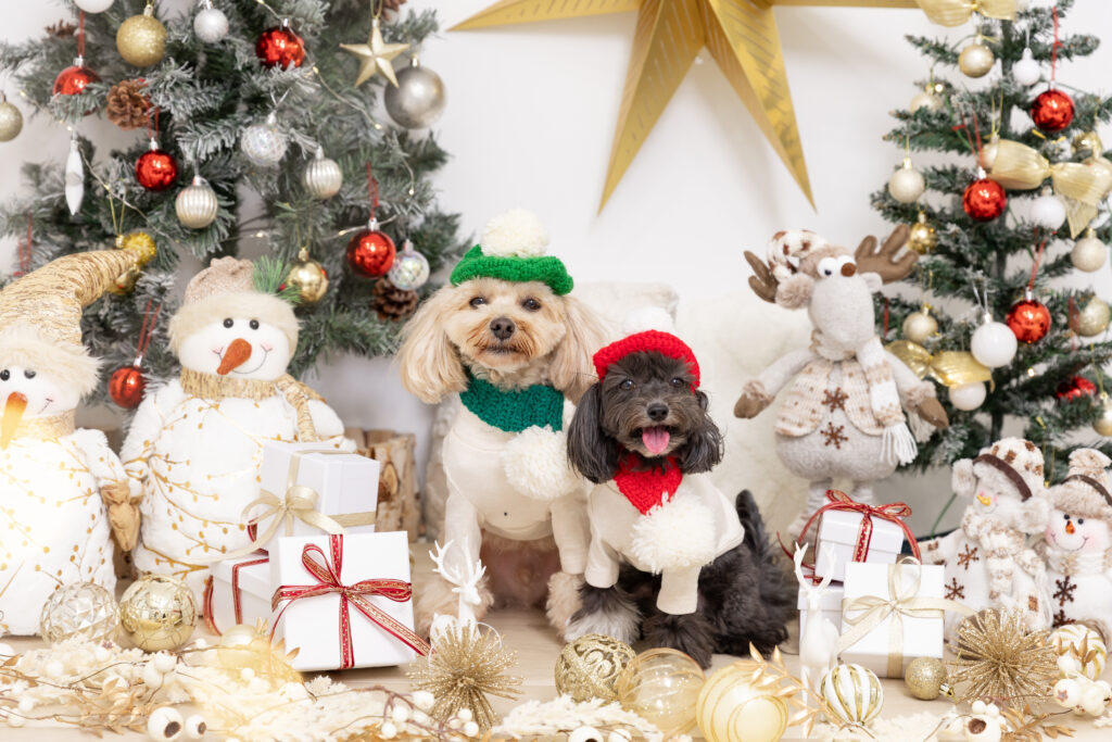 Christmas Noëlブースで撮影する犬
