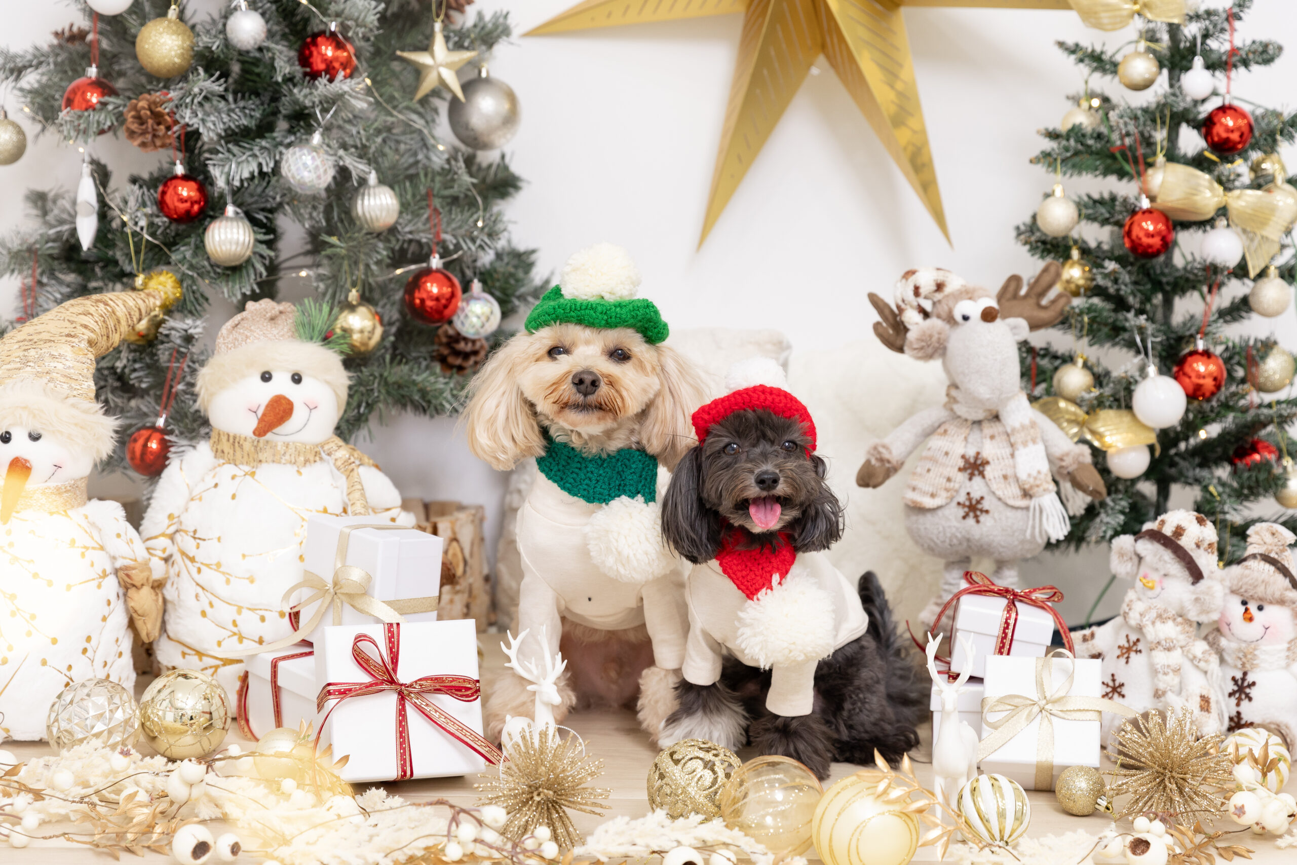 Christmas Noëlブースで撮影する犬