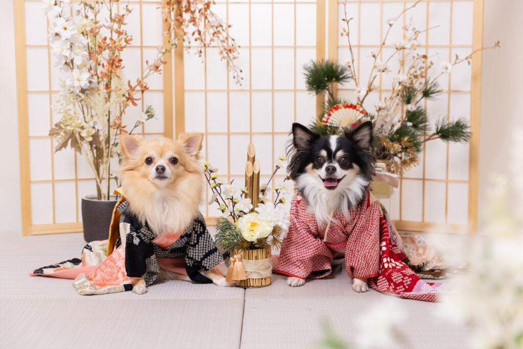 お正月2026ブースで撮影する犬