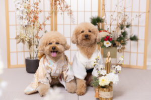 お正月2026ブースで撮影する犬