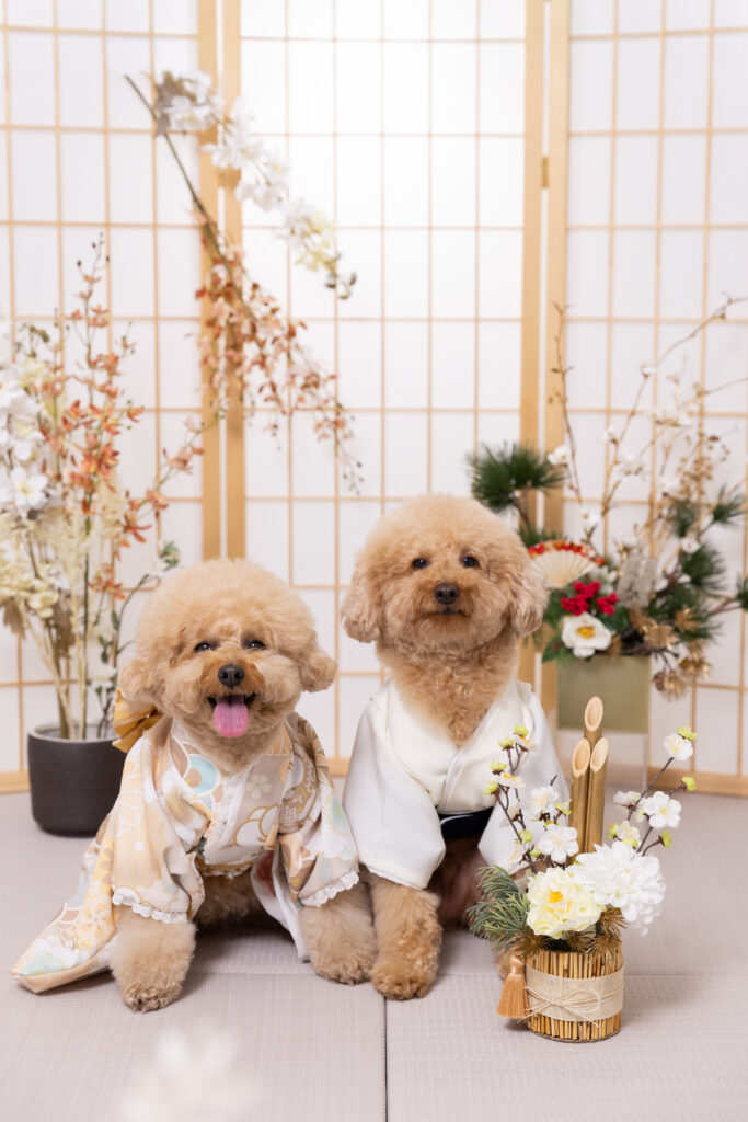 お正月2026ブースで撮影する犬
