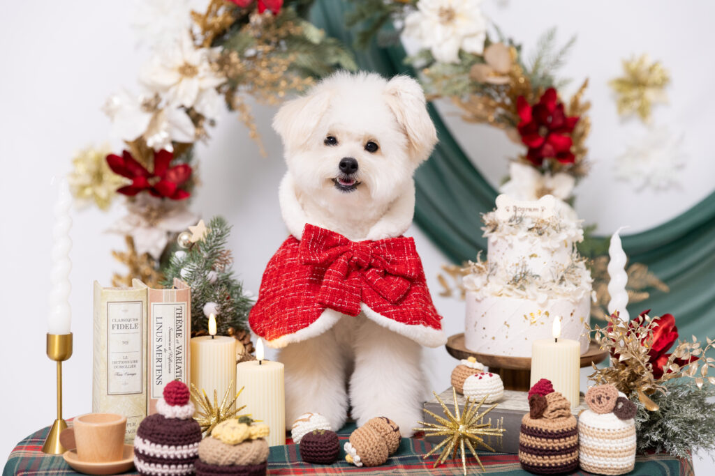 Christmas Partyブースで撮影する犬
