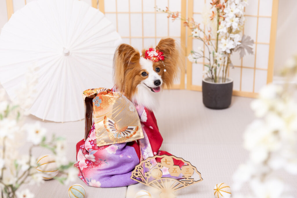 犬の七五三撮影