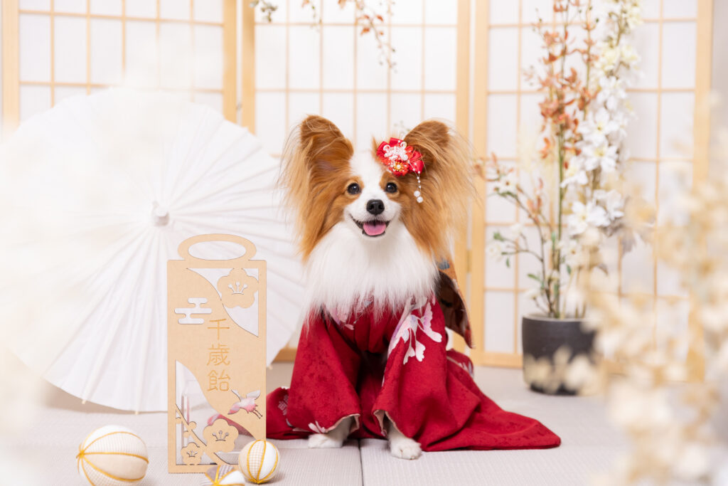 犬の七五三撮影