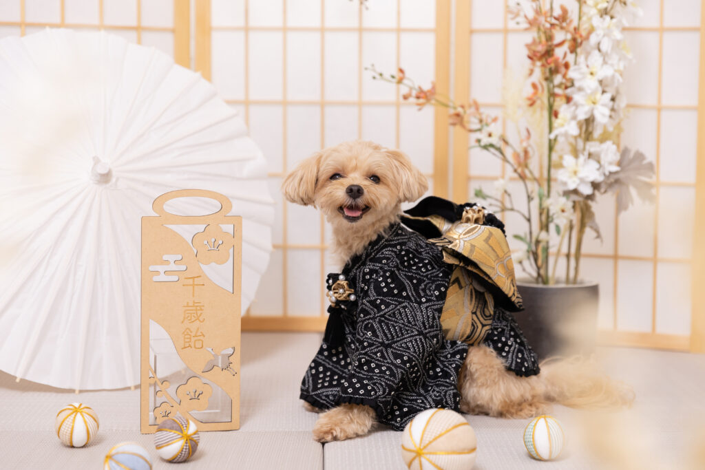 犬の七五三撮影