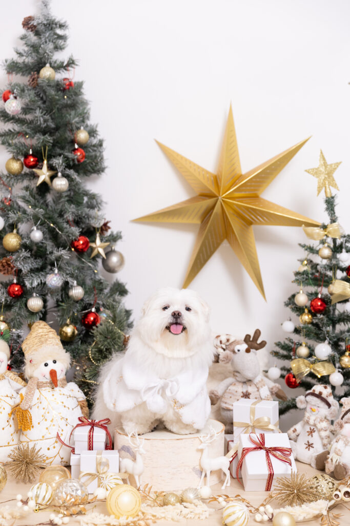 Christmas Noelブースで撮影する犬