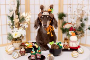New Year2026ブースで撮影する犬
