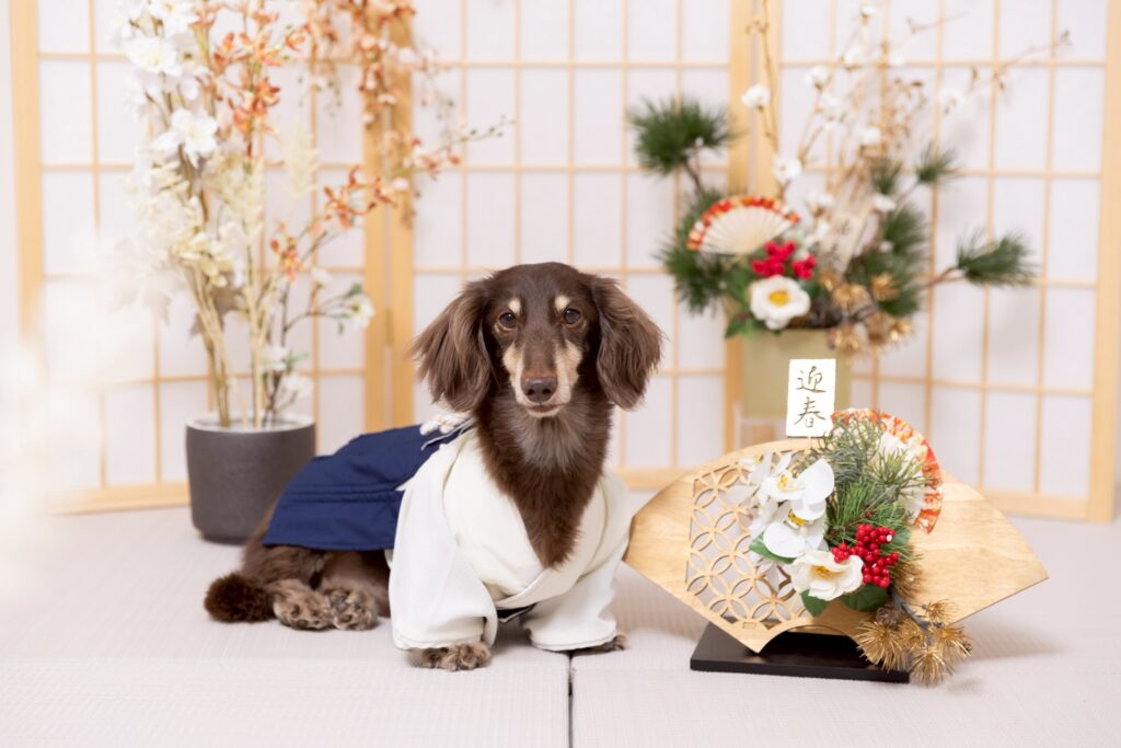お正月2026ブースで撮影する犬