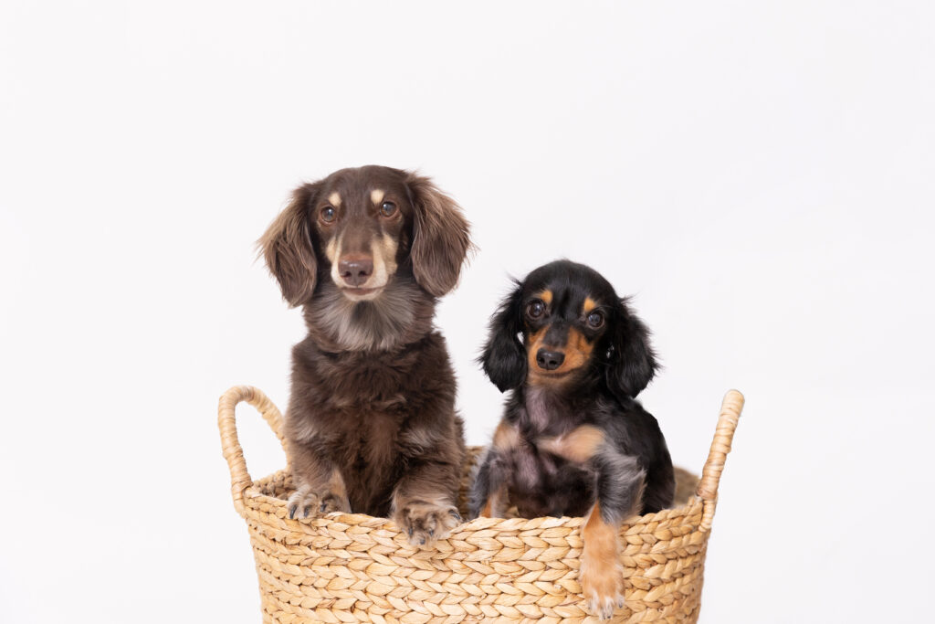 2頭のダックスフンド