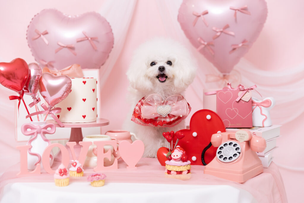 Heart Pinkブースで撮影する犬