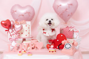 バレンタインブースで撮影する犬