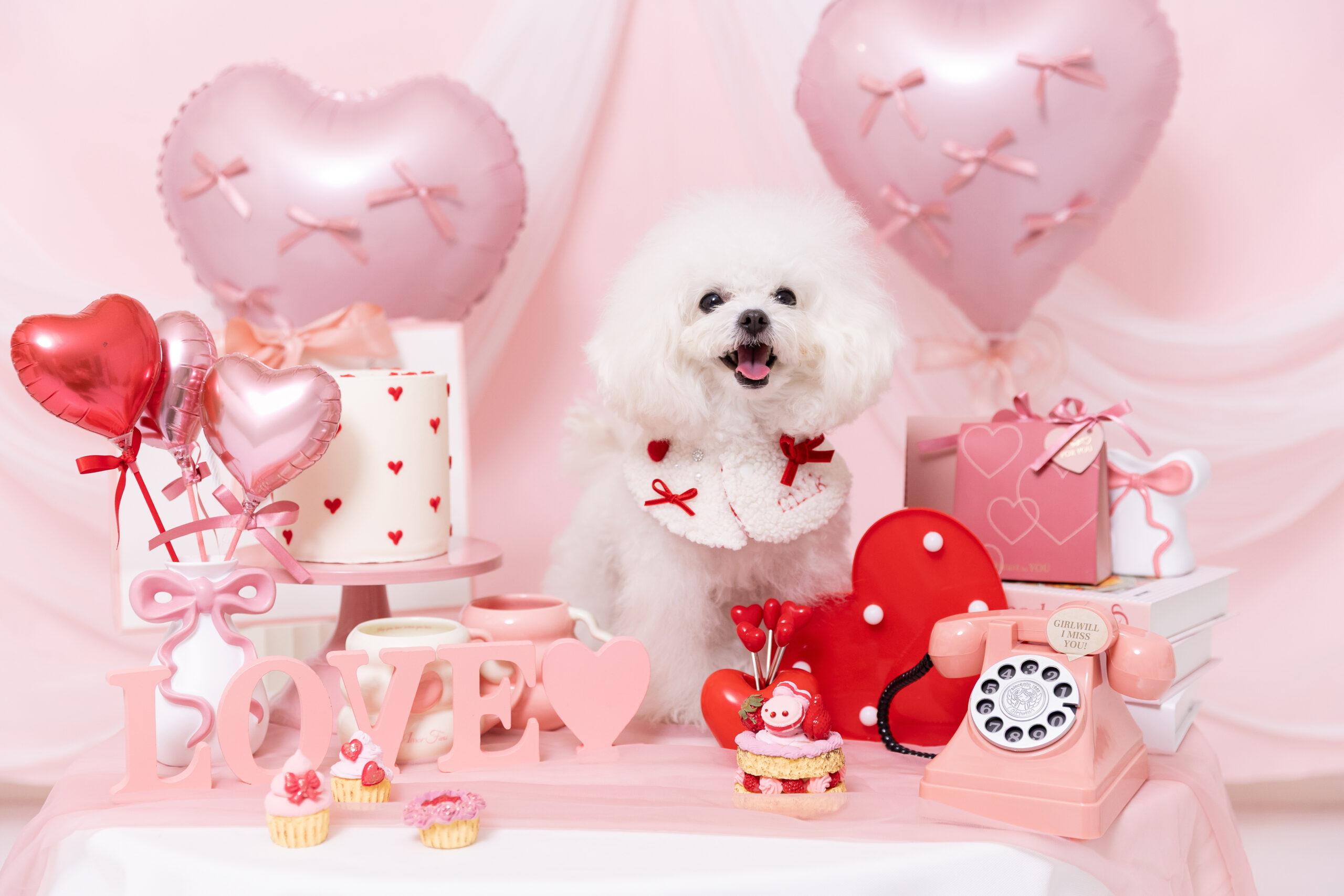 バレンタインブースで撮影する犬