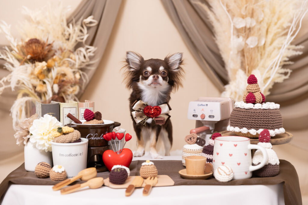 Chocolate Brownブースで撮影する犬