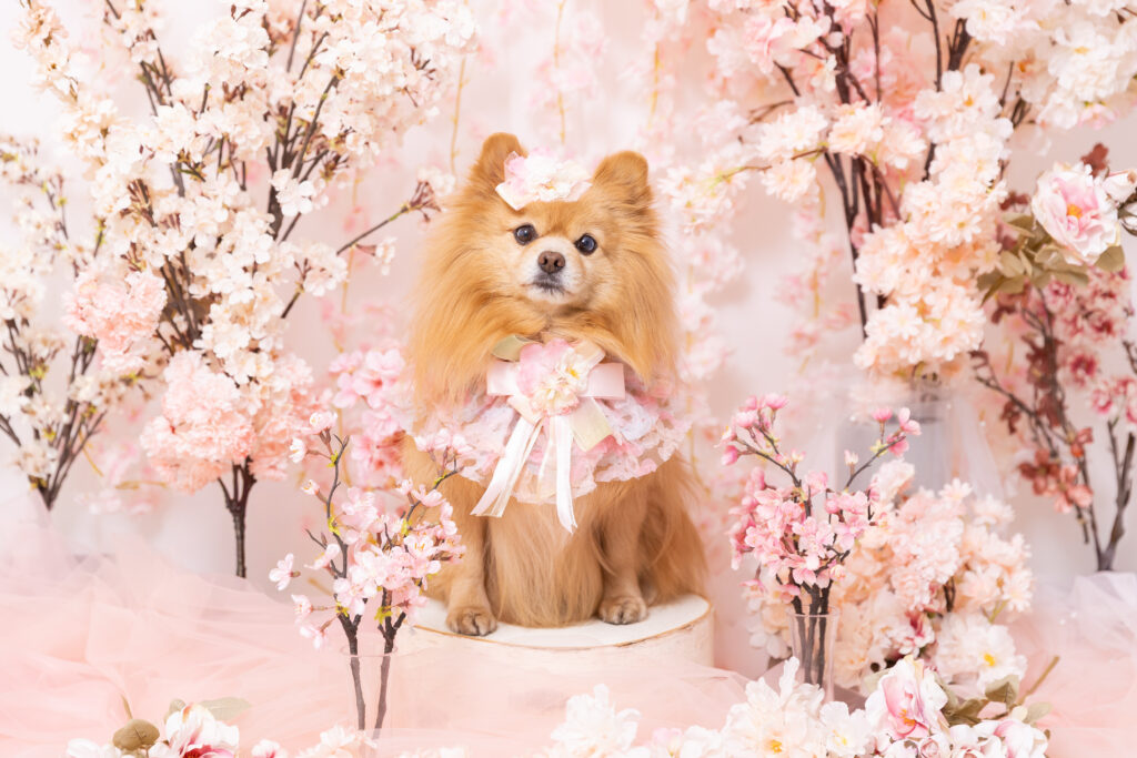 SAKURAブースで撮影する犬