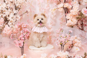 SAKURAブースで撮影する犬