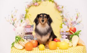 easterブースで撮影する犬