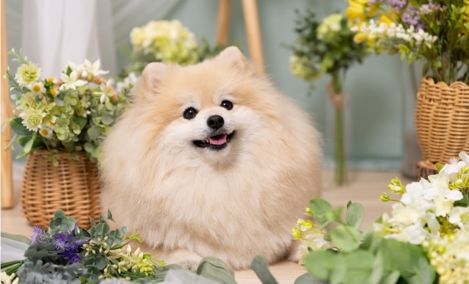 LUXE GARDEN(リュクスガーデン)ブースで撮影する犬