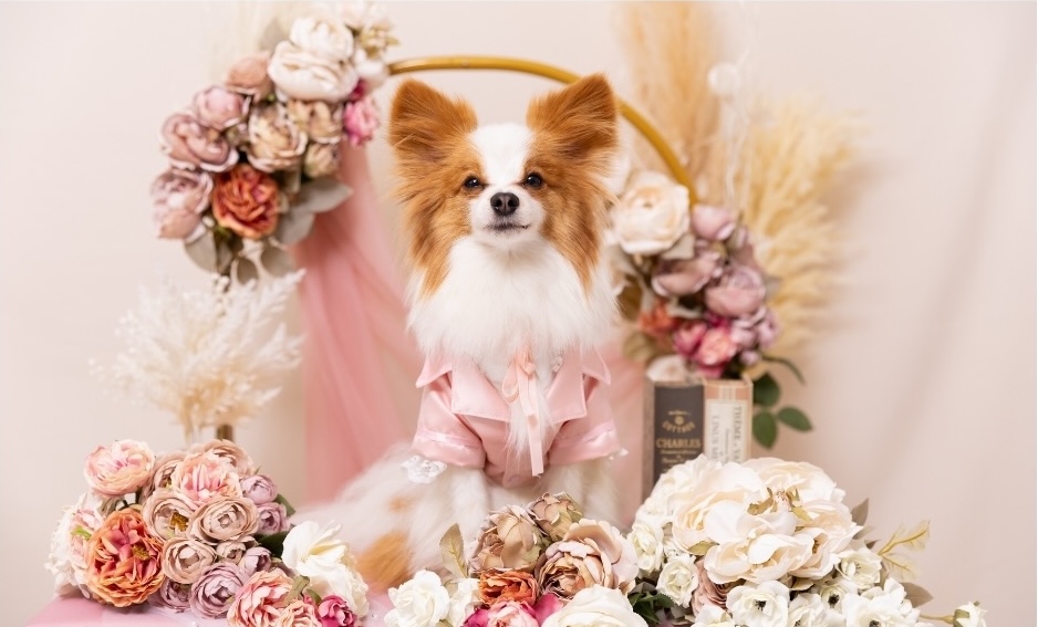 VINTAGE ROSE(ヴィンテージローズ)ブースで撮影する犬